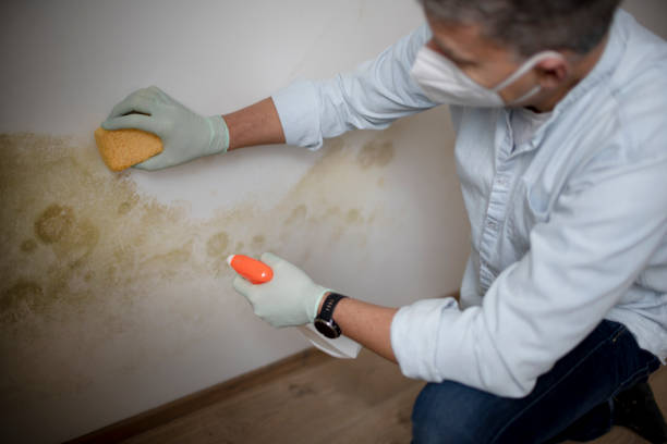 Best Certified Mold Removal  in Bondurant, IA