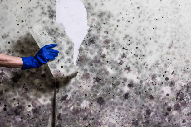 Best Professional Mold Removal  in Bondurant, IA