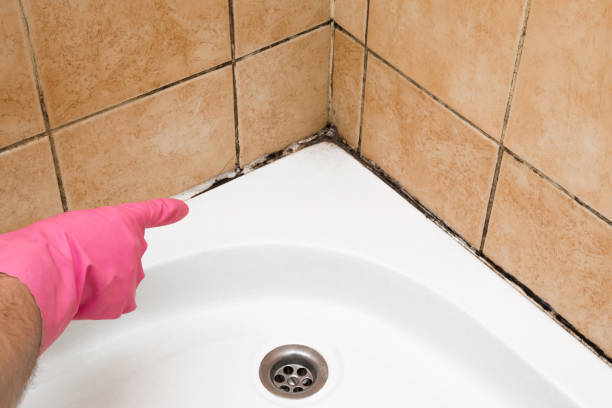 Attic Mold Removal in Bondurant, IA